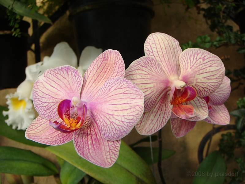 400 Longwood Gardens [2008 August 23].JPG - Longwood Gardens in Pennsylvania